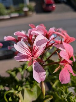 PXL_20250519_150054548.MACRO_FOCUS.jpg