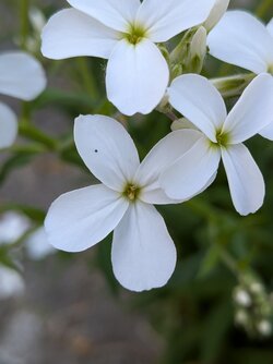 PXL_20250519_154355522.MACRO_FOCUS.jpg
