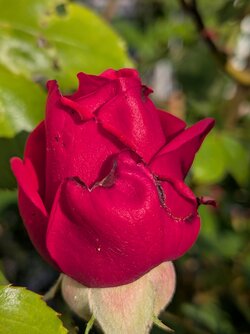 PXL_20250519_161646620.MACRO_FOCUS.jpg