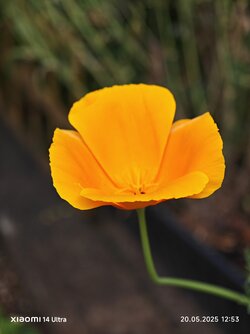 IMG_20250520_125310.jpg