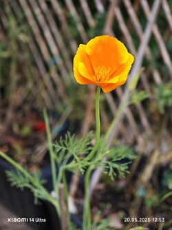 IMG_20250520_125322.jpg