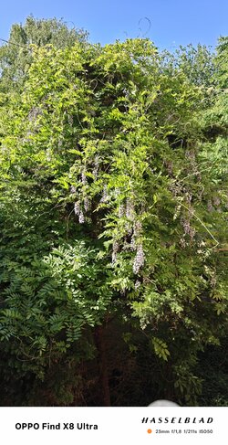 IMG_20250520_152140_032638.jpg