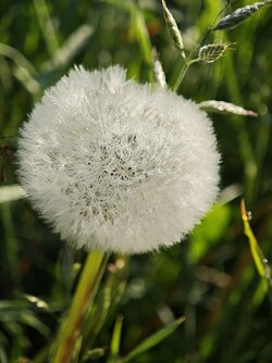MVIMG_20250520_073609.jpg