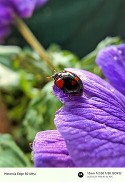 Gcam20250519_195643081.jpg