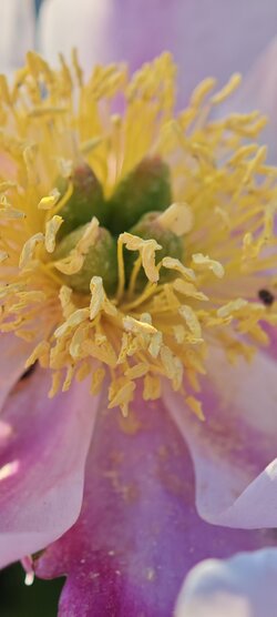 IMG_20250520_191852.jpg