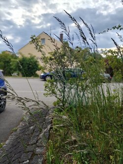 IMG20250520192946.jpg