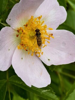 IMG_20250519_162832_Hainschwebfliege.jpg