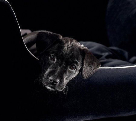 Black Dog_23.jpg