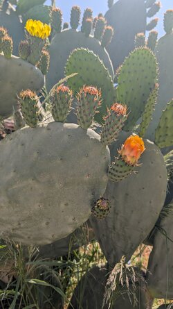 PXL_20250521_082652777.jpg