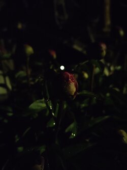 IMG20250521235512.jpg
