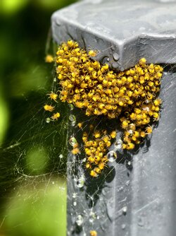 IMG_20250518_134944_Gartenkreuzspinnen-Nest.jpg