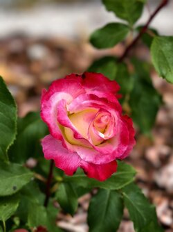 IMG_20250519_103238.jpg