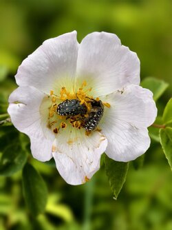 IMG_20250519_105147_Trauer-Rosenkäfer.jpg