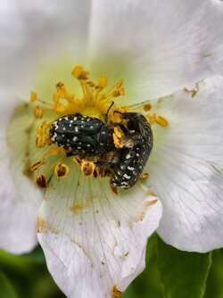 IMG_20250519_105156_Trauer-Rosenkäfer.jpg