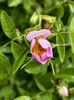 IMG_20250519_105448.jpg