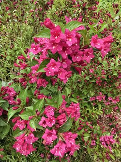 IMG_20250519_191633_Liebliche-Weigelie.jpg