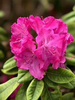 IMG_20250520_133139_Azalee.jpg
