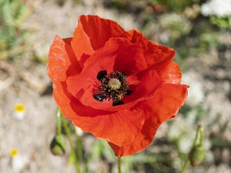 IMG_20250510_082113-Verbessert-RR.jpg