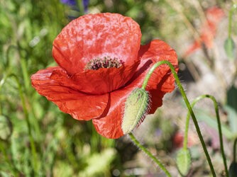IMG_20250510_082120-Verbessert-RR.jpg