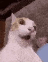 .animated_1747915098743.gif