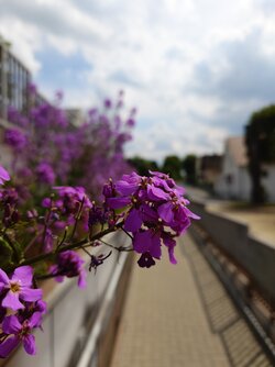 20250521_151542.JPG