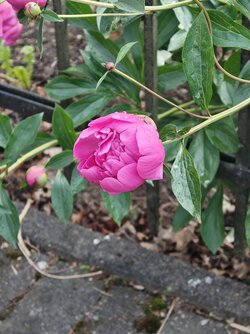 IMG20250523180357.jpg