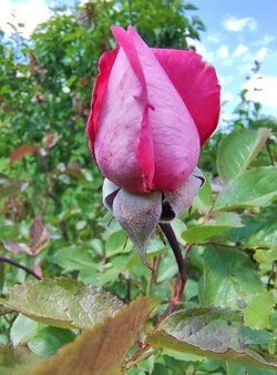 IMG_20250523_150219734.jpg