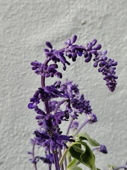 IMG20250524192852~2.jpg