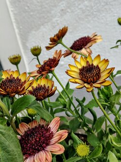 IMG20250524193106~2.jpg