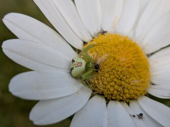 PXL_20250524_141315780.MACRO_FOCUS.jpg