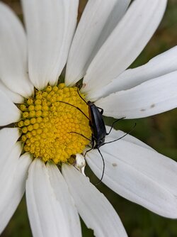 PXL_20250524_141353709.MACRO_FOCUS.jpg