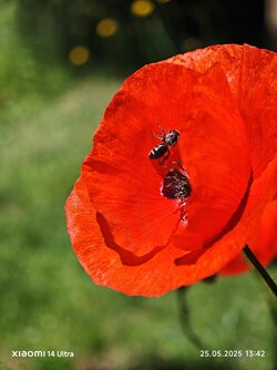 IMG_20250525_134223.jpg
