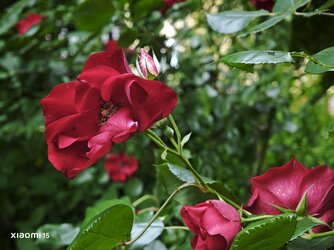 IMG_20250525_191933.jpg