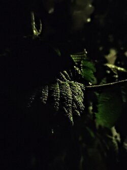 IMG20250525234335~2.jpg