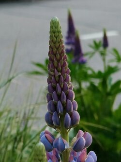 IMG20250525205200~2.jpg