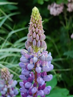 IMG20250525205245~2.jpg