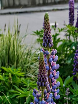 IMG20250525205152~2.jpg