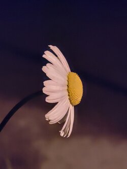IMG20250525235330~2.jpg