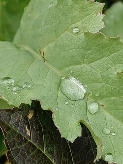 IMG20250526171850~2.jpg