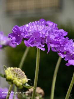 IMG_20250523_114247.jpg