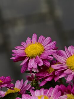IMG_20250525_091055.jpg