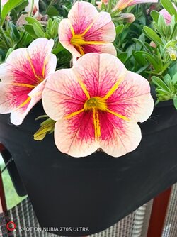 IMG_20250528_193213.jpg