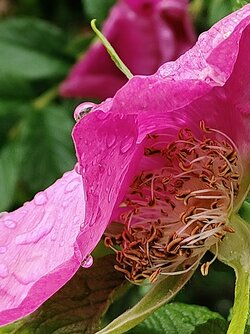 IMG20250528182534~2.jpg