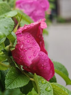 IMG20250528182111.jpg