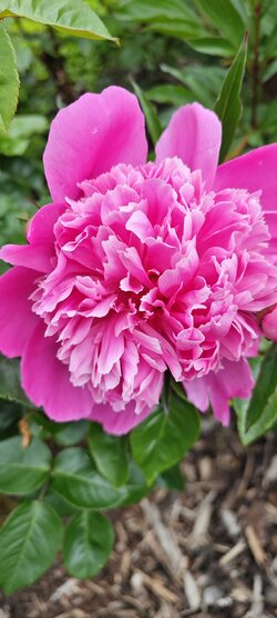 IMG_20250529_133137.jpg