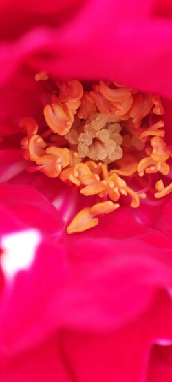 IMG_20250529_133229.jpg