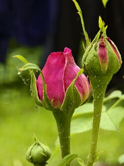 IMG_20250529_134812.jpg
