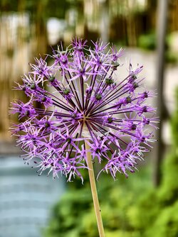 IMG_20250520_163535.jpg