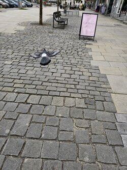 IMG_20250507_153842_1.jpg