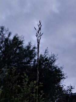 IMG20250529211217~2.jpg